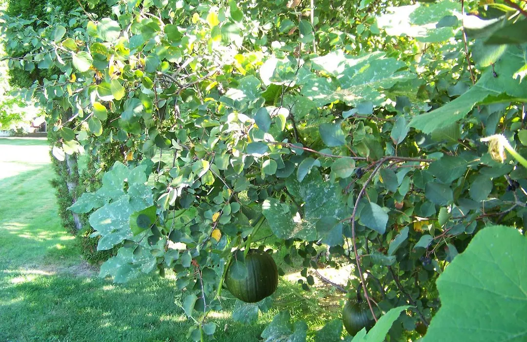 Bavarian Orchard Motel-1