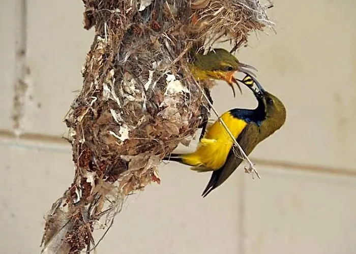 Sunbird